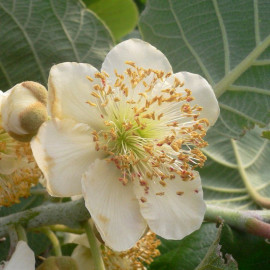 Actinidia chinensis ‘Tomuri’ * - Kiwi mâle pollinisateur