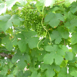 Vitis vinifera 'Chasselas doré' *ZPd4 - Vigne chasselas de Fontainebleau - Raisin de table blanc