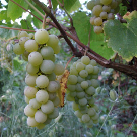 Vitis vinifera 'Chasselas doré' *ZPd4 - Vigne chasselas de Fontainebleau - Raisin de table blanc