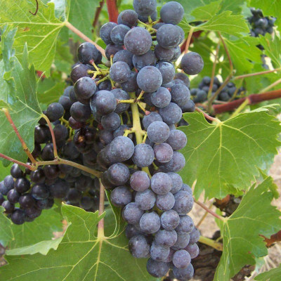 Vitis vinifera 'Muscat de Hambourg' *ZPd4 - Vigne Hambourg musqué - Raisin de table noir