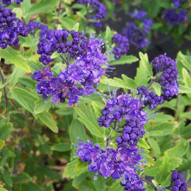 Caryopteris clandonensis 'First Choice' - Barbe-bleue violet