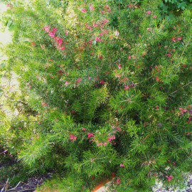 Grevillea juniperina - Grévillea à feuilles de Genévrier