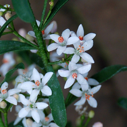 Eriostemon myoporoides - Eriostème à fleurs d'oranger - Philotheca blanc parfumé