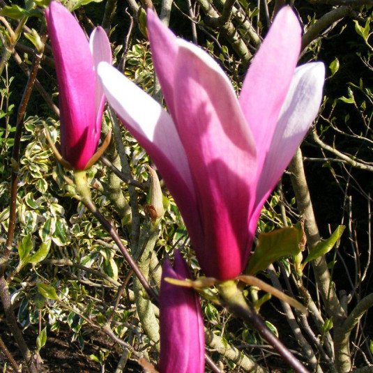 Magnolia susan - Magnolia caduc à fleurs pourpres parfumées en gobelet