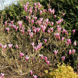 Magnolia susan - Magnolia caduc à fleurs pourpres parfumées en gobelet