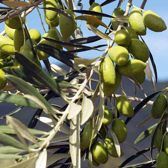 Olea 'Lucques' Olive de table pour l'apéro Vente plant Olivier du