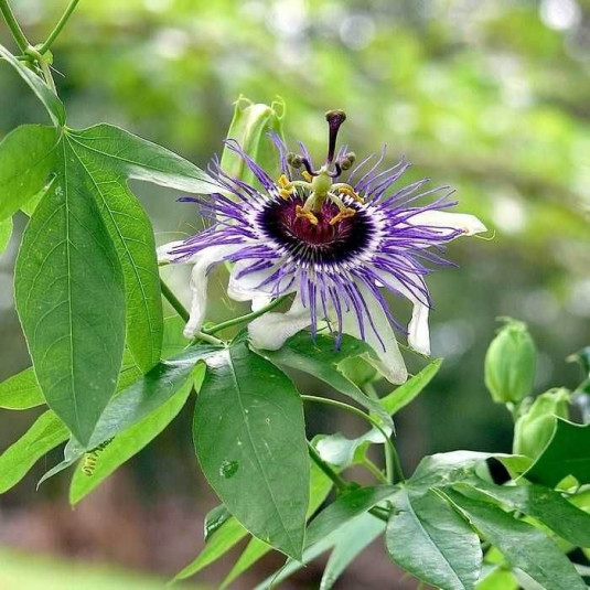 Passiflora x colvillii - Passiflore résistante au froid