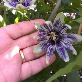 Passiflora x colvillii - Passiflore résistante au froid