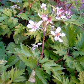 Rubus fruticosus 'Thornless Evergreen' - Ronce sans épines - Mûrier persistant