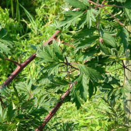 Rubus fruticosus 'Thornless Evergreen' - Ronce sans épines - Mûrier persistant