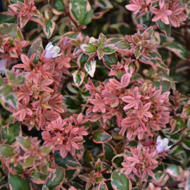 Abelia grandiflora 'Magic Daydream'® - Abélia nain boule à feuillage panaché