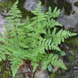 Woodsia obtusa - Petite fougère à frondes miniatures