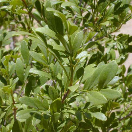 Fraxinus chinensis 'Lilltle Leaf' - Frêne compact à petites feuilles