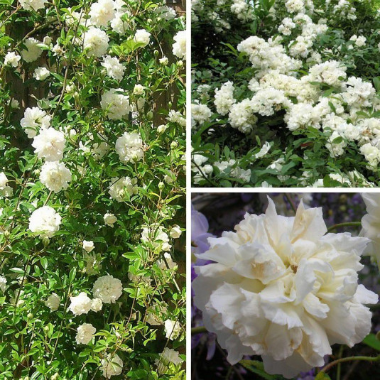 Rosa banksiae 'Alba Plena' - Rose de banks blanche - Rosier parfumé
