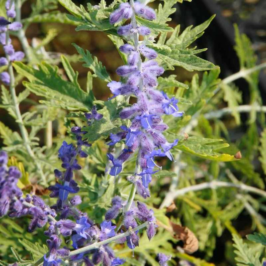 Perovskia atriplicifolia 'Russian Sage'® - Sauge russe florifère