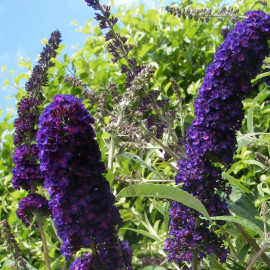 Buddleia davidii 'Black Knight' - Arbre aux papillons bleu violet - Buddleja