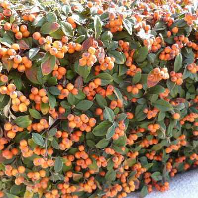 Cotoneaster franchetii - Cotonéaster à baies orange