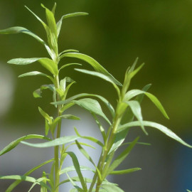 Artemisia dracunculoides - Estragon Russe