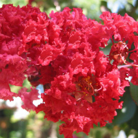 Lagerstroemia indica 'Dynamite' - Lilas des Indes double rouge cerise