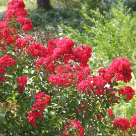 Lagerstroemia indica 'Dynamite' - Lilas des Indes double rouge cerise