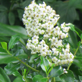 Escallonia 'Iveyi' - Escalonia blanc parfumé