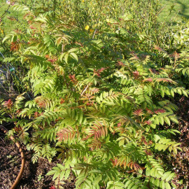 Sorbaria sorbifolia 'Sem' - Fausse spirée bronze à feuilles de Sorbier