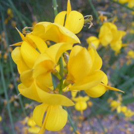Spartium junceum - Genêt d'Espagne - Spartier jaune parfumé
