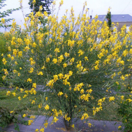 Spartium junceum - Genêt d'Espagne - Spartier jaune parfumé