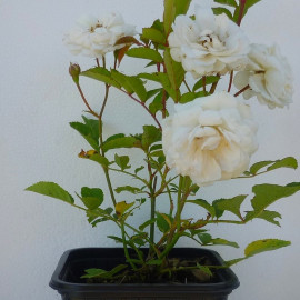 Rosa 'The Fairy White' - Rosier paysager blanc double