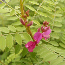 Indigofera heterantha 'Gerardiana' - Indigotier rose