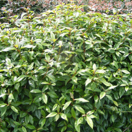 Viburnum davidii 'Angustifolia' * - Viorne de David à petites feuilles