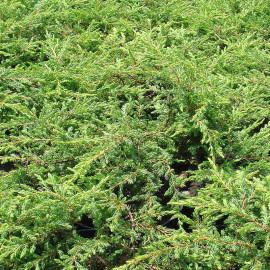 Juniperus communis 'Repanda' - Genévrier commun rampant