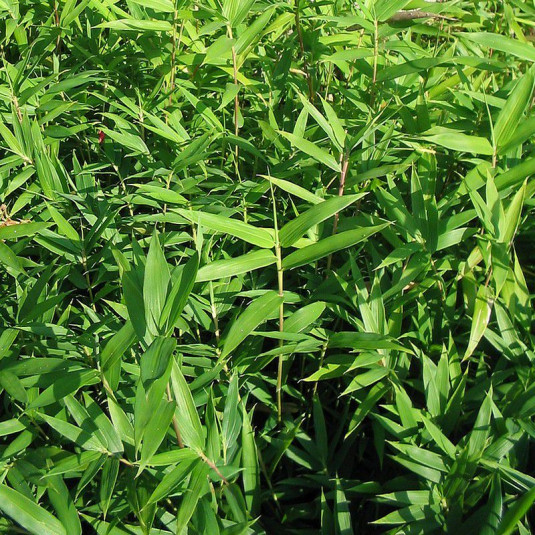 Pleioblastus pygmaeus 'Distichus' - Bambou spécial talus persistant