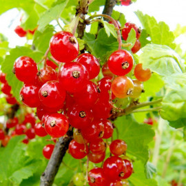 Ribes rubrum ‘Jonkheer Van tests’ - Groseillier à grappes rouges