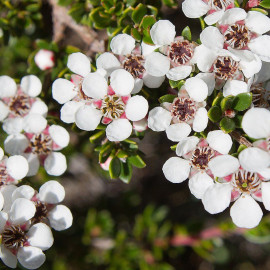 Leptospermum lanigerum 'Silver Sheen' - Faux myrtes blanc argenté - Arbre à thé de Nouvelle-Zélande