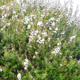 Leptospermum lanigerum 'Silver Sheen' - Faux myrtes blanc argenté - Arbre à thé de Nouvelle-Zélande
