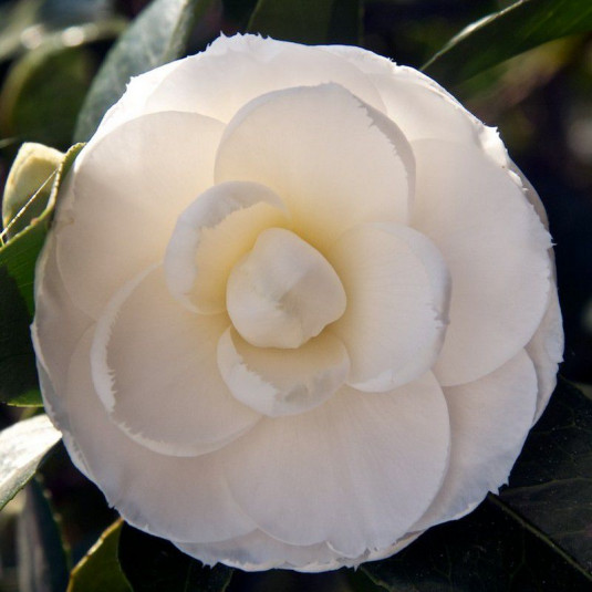 Camellia japonica 'Alba Plena' - Vente Camélia d'hiver blanc