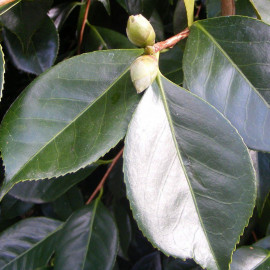 Camellia japonica 'Alba Plena' * - Camélia d'hiver blanc
