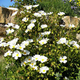 Cistus florentinus 'Repens' - Ciste rampant - Rose du soleil