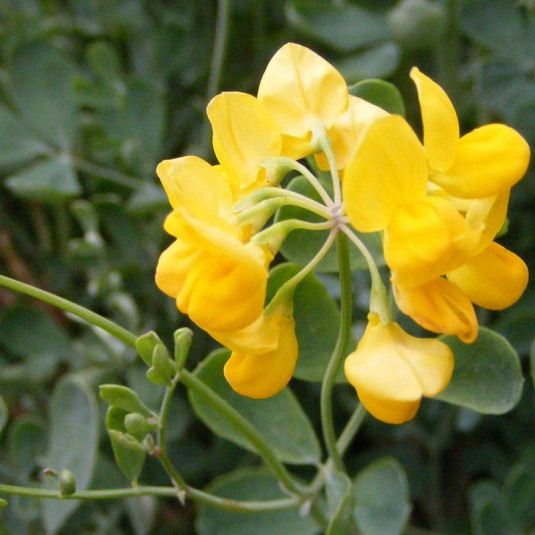 Coronilla valentina 'Glauca' - Coronille jaune persistante