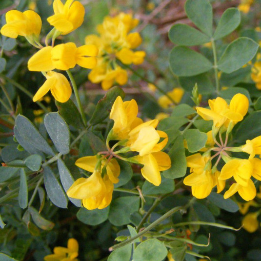 Coronilla valentina 'Glauca' Vente Coronille jaune persistante — free download