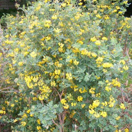Coronilla valentina 'Glauca' Vente Coronille jaune persistante — free download