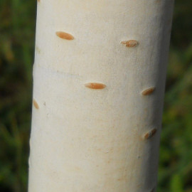 Betula utilis 'Dorenboos' - Bouleau de l'Himalaya issu de GREFFE