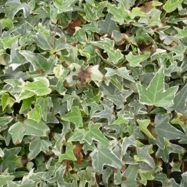 Hedera helix 'Sagittifolia Variegata' - Lierre grimpant à feuilles sagittées - Lierre panaché fer de flèche