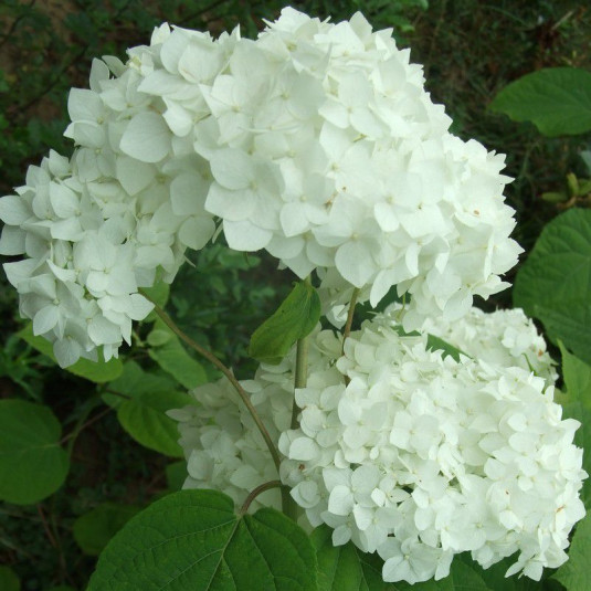 Hydrangea arborescens 'Annabelle' - Hortensia arbustif à boule blanche