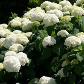 Hydrangea arborescens 'Annabelle' - Hortensia arbustif à boule blanche