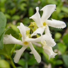 Trachelospermum jasminoides - Jasmin blanc étoilé - Faux jasmin parfumé