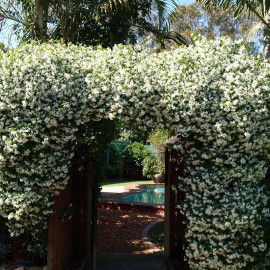 Trachelospermum jasminoides - Jasmin blanc étoilé - Faux jasmin parfumé