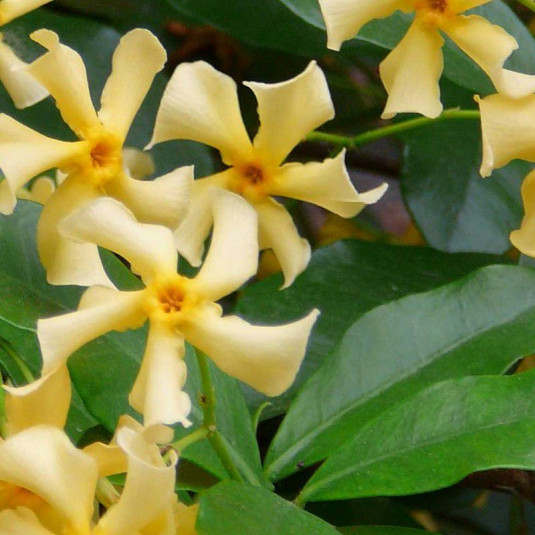 Trachelospermum asiaticum - Jasmin jaune étoilé - Faux jasmin parfumé