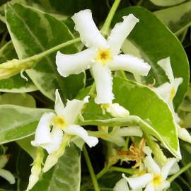 Trachelospermum jasminoides 'Variegatum' - Jasmin panaché blanc étoilé - Faux jasmin parfumé